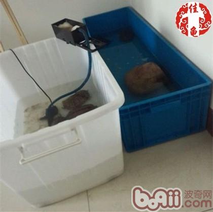 宠物龟疾病护理方法介绍系列之病房设计