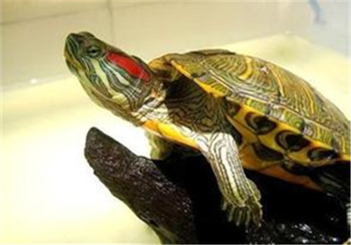 巴西龟真的有毒吗?|爬虫喂食-波奇网百科大全