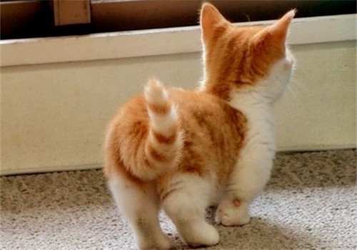 猫咪的小尾巴有大作用