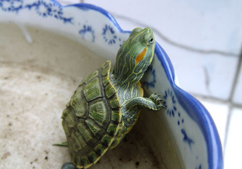 巴西龟为什么不冬眠？