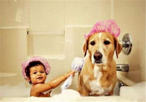 怀孕的狗狗可以洗澡吗