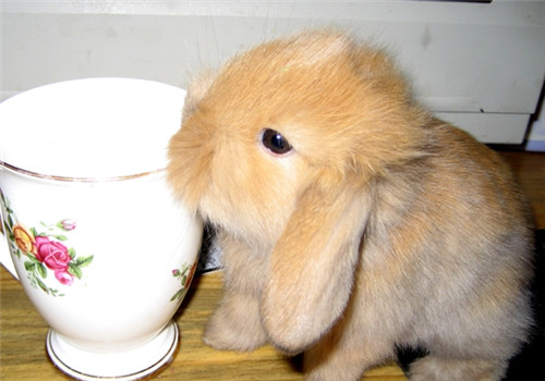 给宠物兔饲喂蔬菜技术