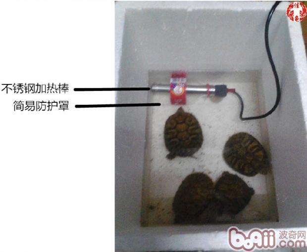 宠物龟疾病护理方法介绍系列之温度管理