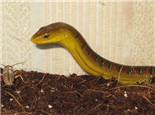 脆蛇蜥的品种及饲养介绍