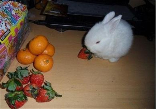 兔兔吃水果要有所選擇