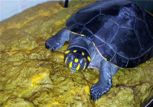 黄头侧颈龟饲养指南