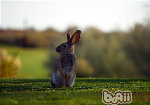 饲养野兔的方法和注意事项