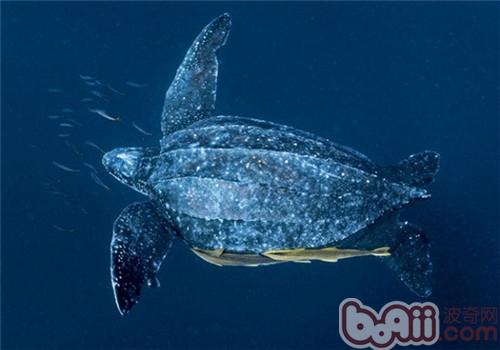 世界龟鳖目动物科、属目录大全