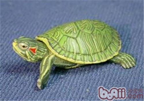 巴西龟幼龟的饲养方法