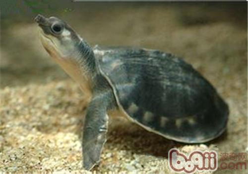 饲养猪鼻龟要注意的问题|爬虫养护-波奇网百科