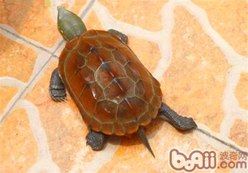 草龟的寿命有多长|爬虫养护-波奇网百科大全