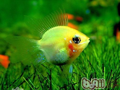 如何布置金波子的产卵环境|水族喂食-波奇网百