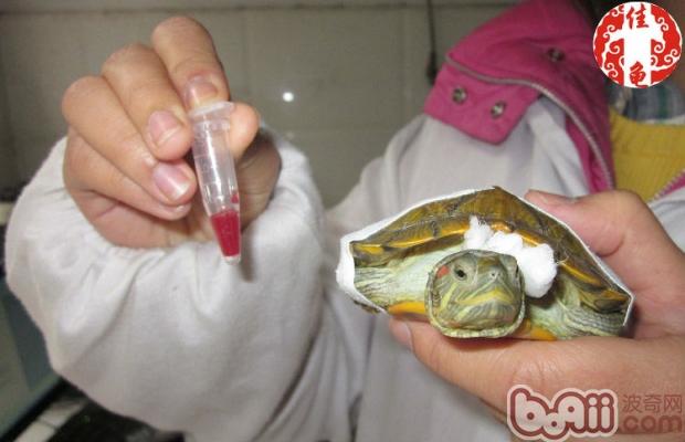 宠物龟医院护理方法