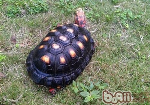 陆龟缺钙所致的常见疾病