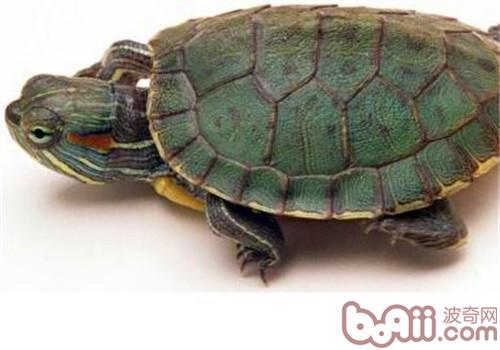 成年巴西龟如何饲养?