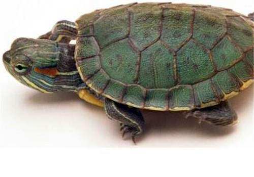 成年巴西龜如何飼養？