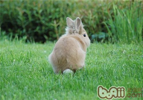 春季宠物兔养护须知