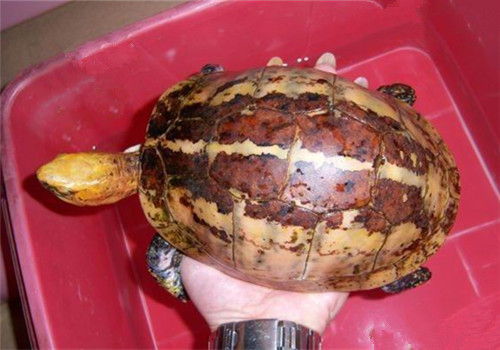 半水棲龜的飼養方法