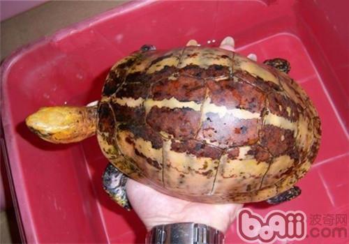 半水栖龟的饲养方法