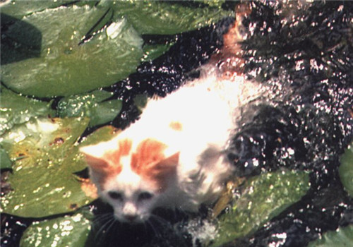 愛游泳的貓——土耳其梵科迪斯貓簡介