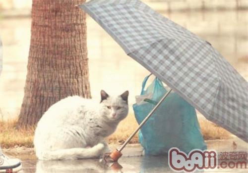 流浪猫 流浪猫