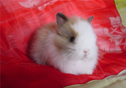 宠物兔几种常见病的特殊疗法