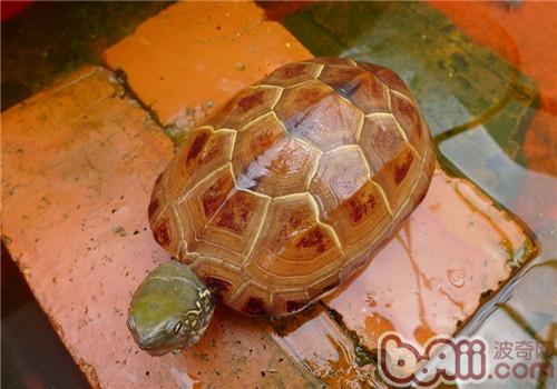 如何区分温室草龟、外塘草龟和野生草龟