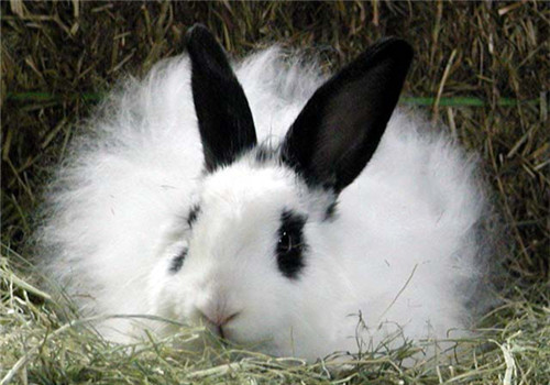 影響兔毛生長的因素及增毛方法