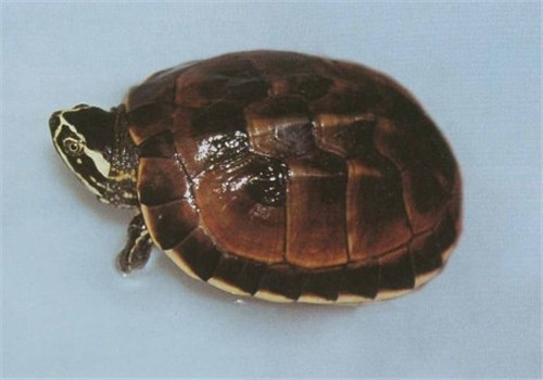 家养龟的寿命会短吗？
