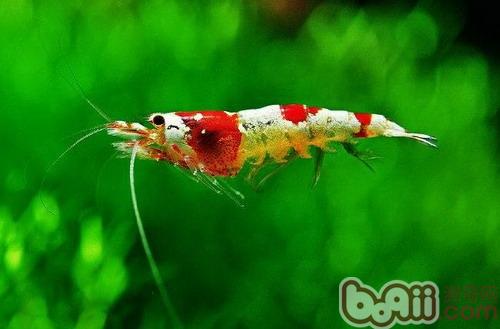 水晶虾度夏设备要求|水族喂食-波奇网百科大全