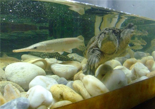 水龟和鱼能混养吗？