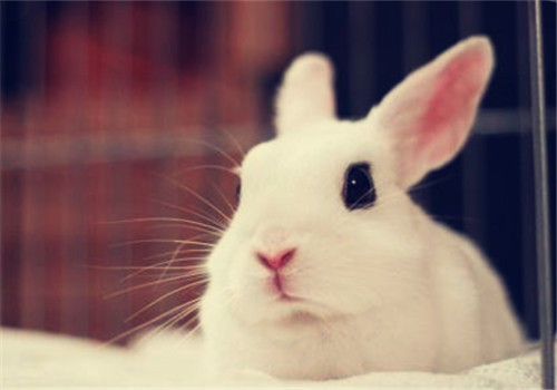 宠物兔区分性别的方法|小宠喂食-波奇网百科大