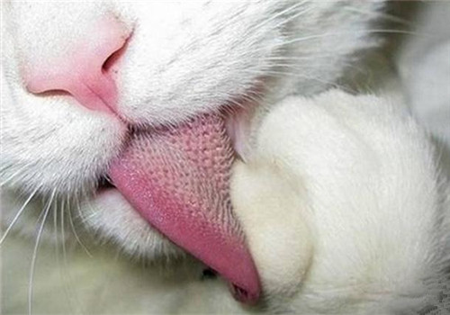 猫为什么会用舌头梳理皮毛