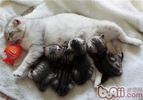 怎样照顾“坐月子”的猫咪 怎样照顾“坐月子”的猫咪