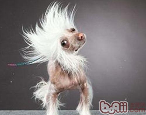 狗狗甩头可能是耳朵发炎导致 狗狗甩头可能是耳朵发炎导致