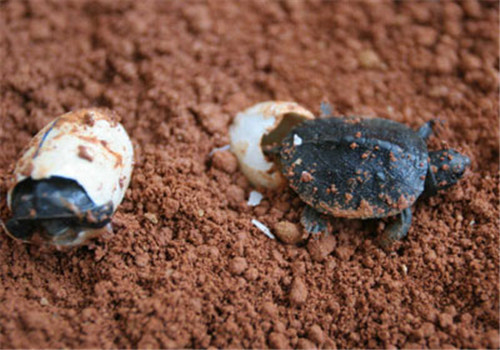龟卵的人工孵化及稚龟的培育方法