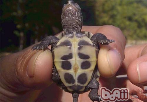 乌龟有肚脐吗？