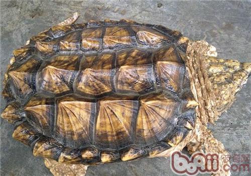 世界上最凶猛的龟是什么?|爬虫品种-波奇网百