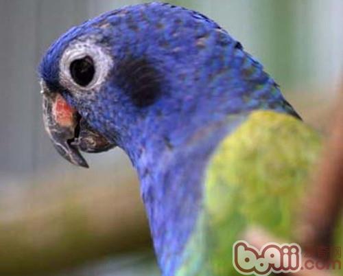藍頭鸚鵡的品種介紹