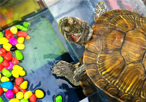 如何区分水龟的腐皮、霉菌与脱皮？