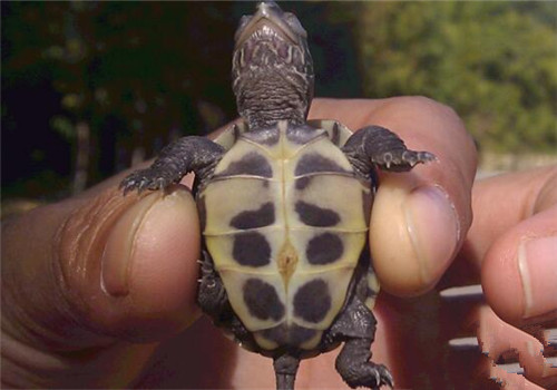 乌龟有肚脐吗？