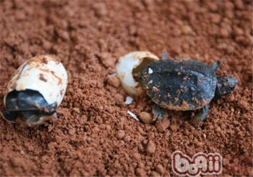 龜卵的人工孵化及稚龜的培育方法