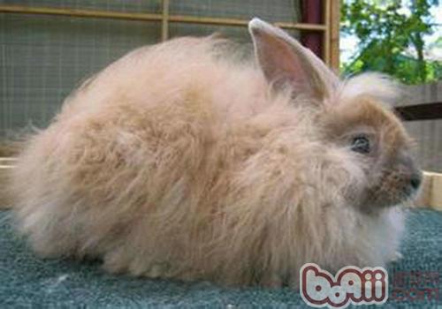 兔子下痢的预防与治疗|小宠常见病症-波奇网百