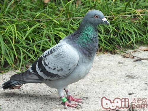 通過眼砂挑選優(yōu)良信鴿