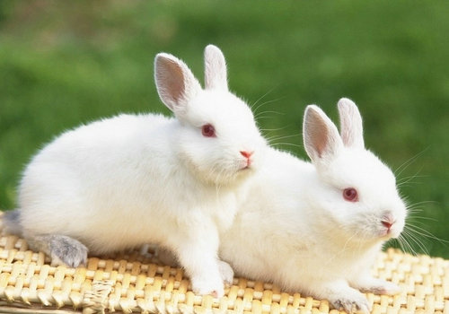 兔子snuffle鼻炎的预防与治疗