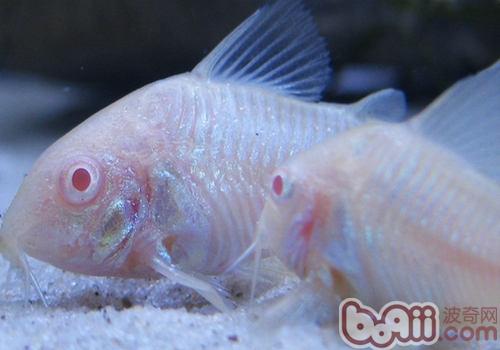 老鼠鱼饲养过程中的注意事项|水族喂食-波奇网