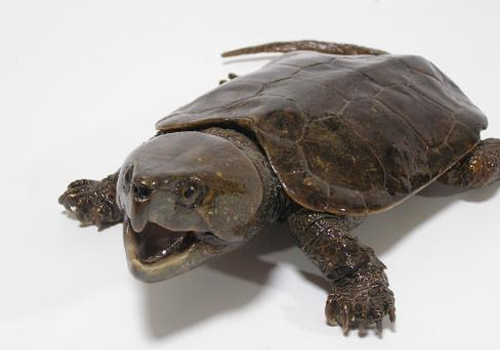 观赏龟养护之平胸龟|爬虫养护-波奇网百科大全