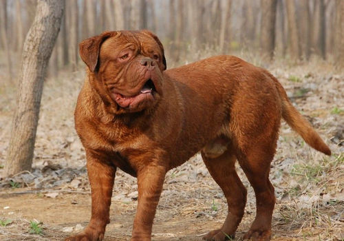 波尔多犬介绍