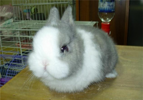 宠物兔毛球症与胃肠迟滞的区别