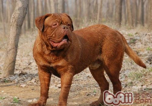 一,外观 身材短小,矮胖的獒犬,力气非常大的犬种.